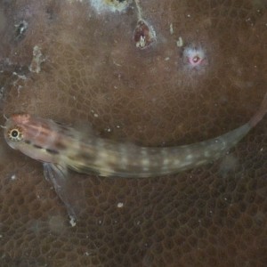 A small blenny on a massive coral in the Wessel Marine Park