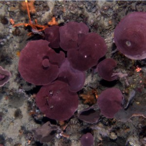 AUV still image