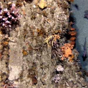 Butterfly perch and rock lobsters in the Flinders Marine Park
