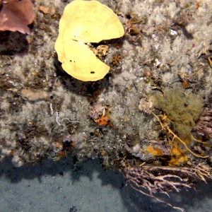 Typical ledge feature in Flinders Marine Park