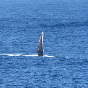 Humpback whales point the way 