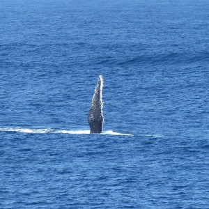 Humpback whales point the way 