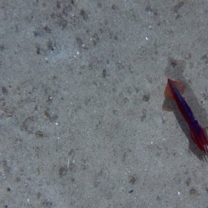 Gould's Squid