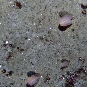 Quills but no ink - marine sea pens