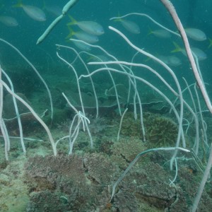 White seawhip (Junceella fragilis) with schooling fish