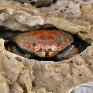 Crab in a sponge