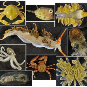 Critters from the Kimberly Marine Park