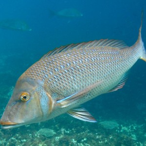 Spangled Emperor fish - Lethrinus nebulosus