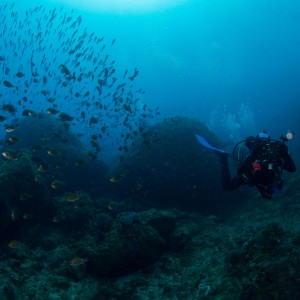 Visual underwater surveys at Lord Howe Island