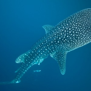 Whale shark in the Ningaloo Marine Park