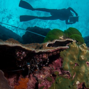 Shrimp hiding from the view of a Reef Life Survey diver