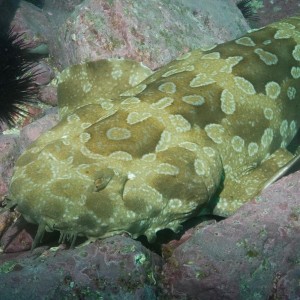 Spotted wobbegong