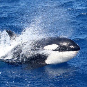 Whale of a time