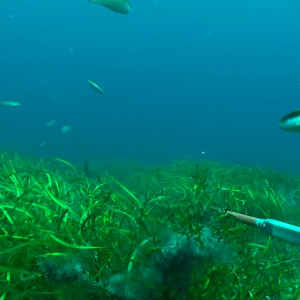 Seagrass Habitat