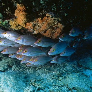 School of Snapper