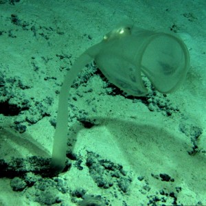 A venus fly-trap lost at sea