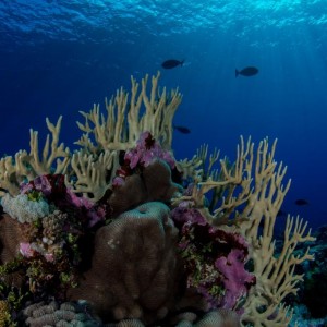 Wreck Reef, Coral Sea Marine Park