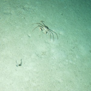 AUV still image