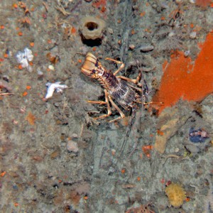 Eastern Rock Lobster in silty sponge garden