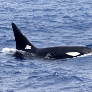 Orca 