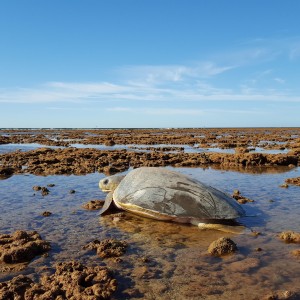 Flatback turtle