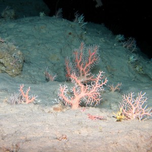 Stylasterid corals