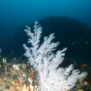 A black coral and invertebrate community on Joe's Reef