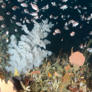 Black coral and perch