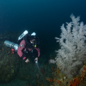 Andreas Klocker and a black coral on Joe's Reef