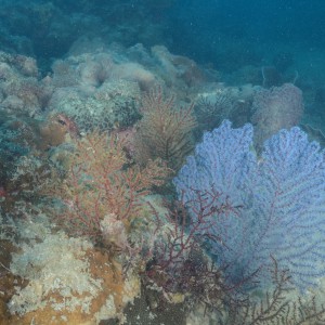 Gorgonians at Carpentaria Reef