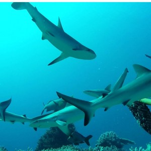 Grey reef sharks