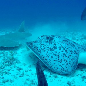 Blotched ray and guitar fish