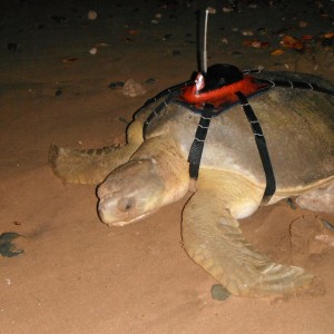 Flatback turtle with satellite tag
