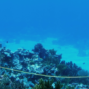 Diver at Ashmore Reef