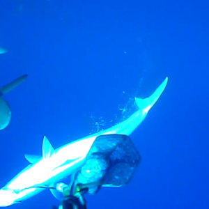 Galapagos Sharks Lord Howe Island MP