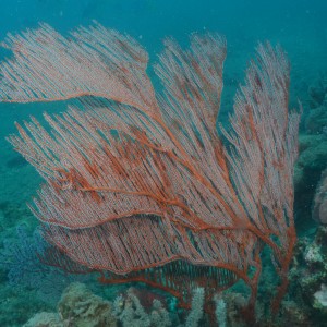 Gorgonians at Carpentaria Reef