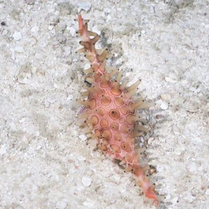 Great Spotted Cowrie