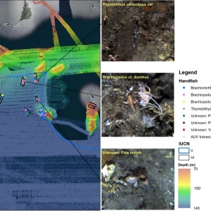 Map of handfish observed in AUV imagery across the Tasman Fracture Marine Park, along with potential species groupings.