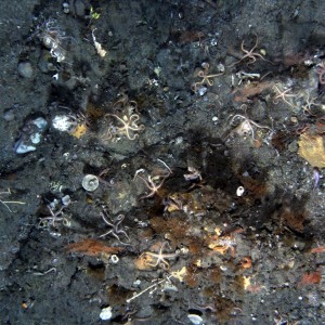 Example AUV image from the Tasman Fracture Marine Park National Park Zone showing brittle stars, bryozoans, sea fans, and sponges. There is also a handfish somewhere in there – can you spot it?