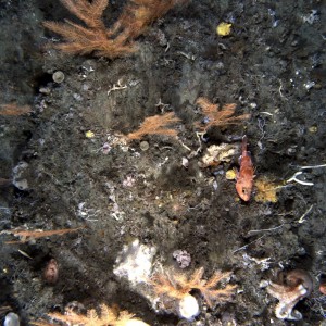 Example AUV image from the Tasman Fracture Marine Park National Park Zone showing octopus, ocean perch, sea fans, and sponges.