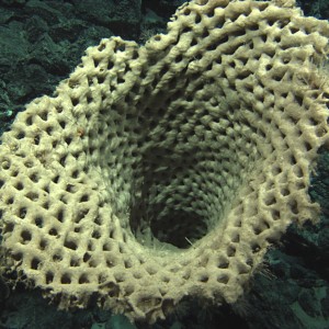 Huge glass sponge at 2197 metres in the Tasman Fracture Marine Park