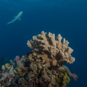 Black-tip reef shark at Middleton Reef