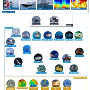 Conceptual model of the Bremer ecosystem 