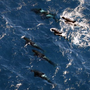 Ocean predators