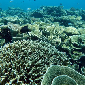 North Ashmore Reef 2016