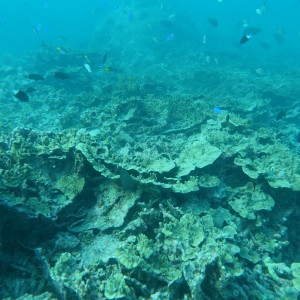 North Ashmore Reef 2017