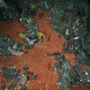 Crocoite - Tasmania's mineral emblem