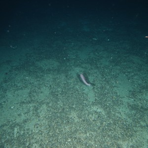 Post-trawl seascapes in Huon Marine Park