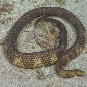 Short Nosed Sea Snake