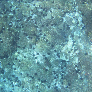 Bare rock with high density urchin barren site